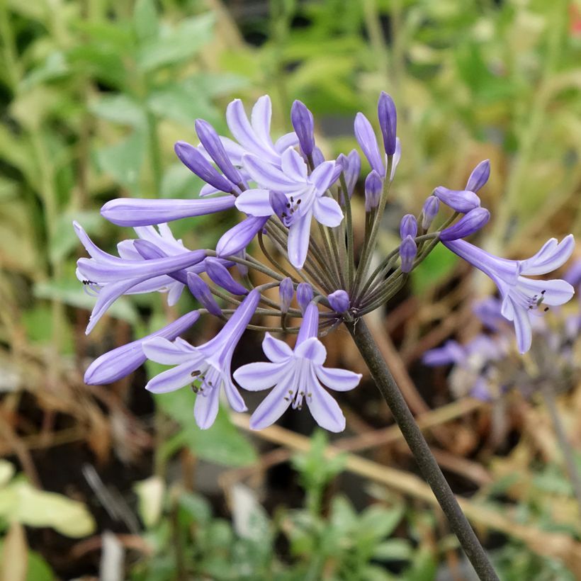 Agapanto Headbourne Blue (Floração)
