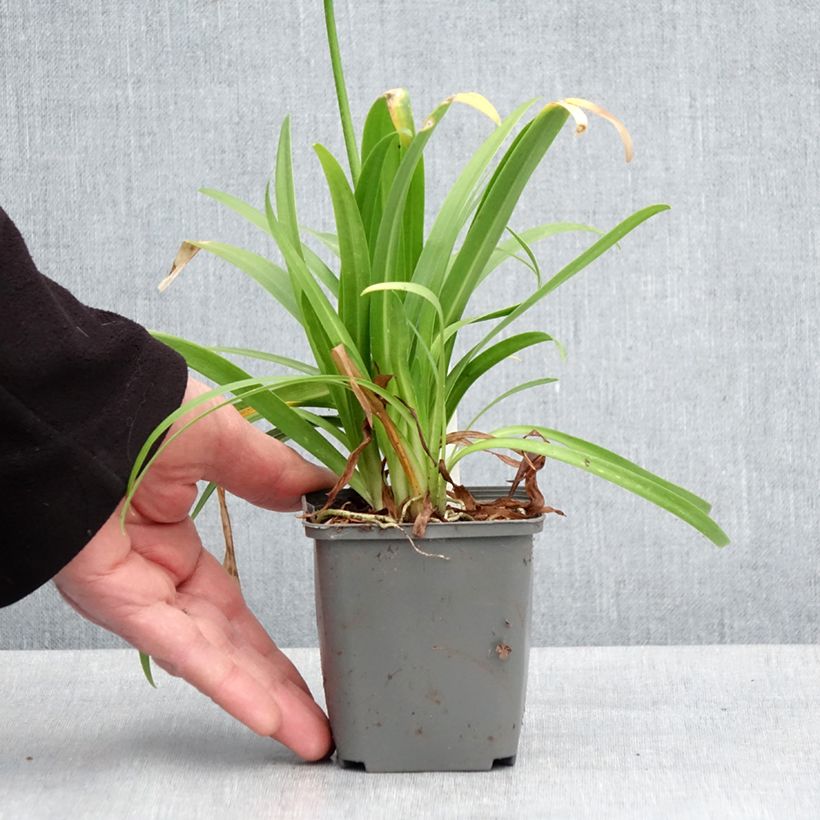 Amostra de Agapanto Ever White Vaso de 8/9 cm tal como entregue na primavera