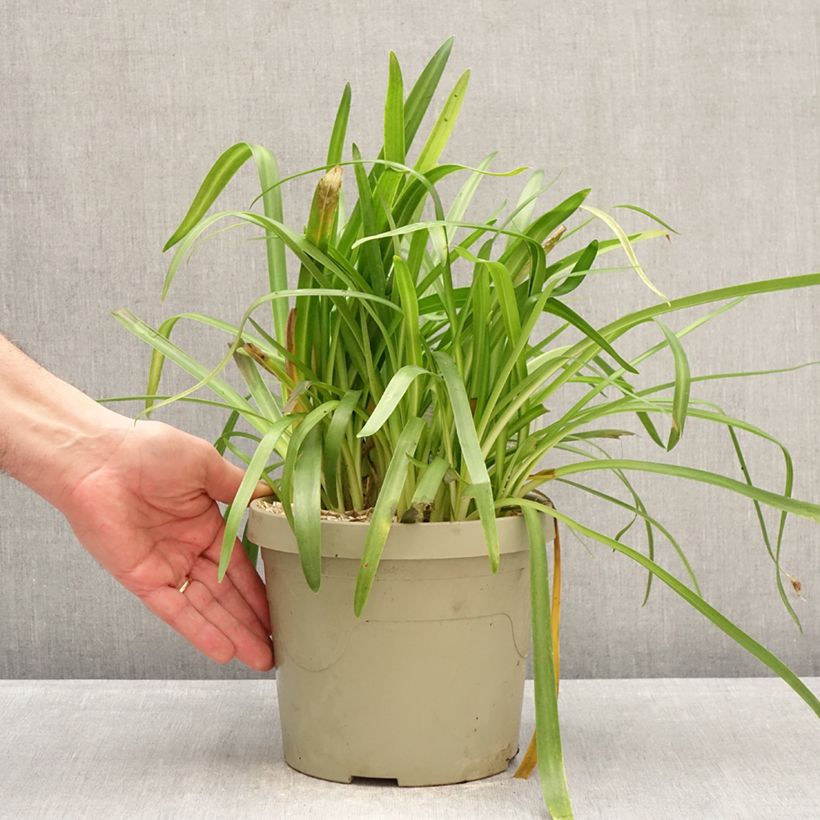 Amostra de Agapanto Ever White Vaso de 3 L/4 L tal como entregue no inverno