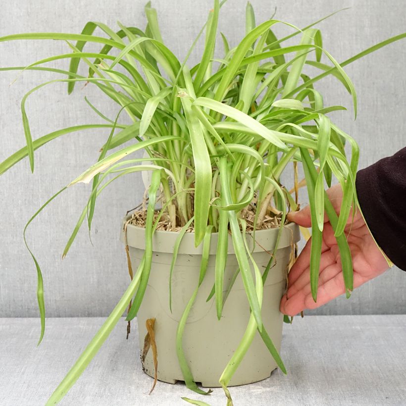 Amostra de Agapanto Ever White Vaso de 3 L/4 L tal como entregue na primavera