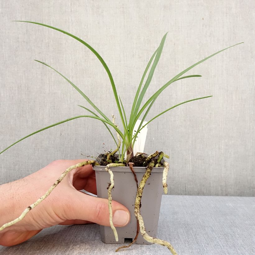 Amostra de Agapanto Fireworks Vaso de 8/9 cm tal como entregue no inverno