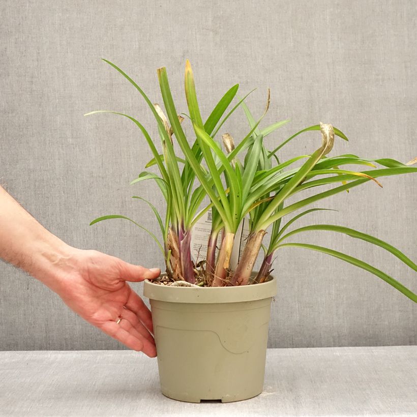 Amostra de Agapanto Poppin' Purple Vaso de 3 L/4 L tal como entregue no inverno