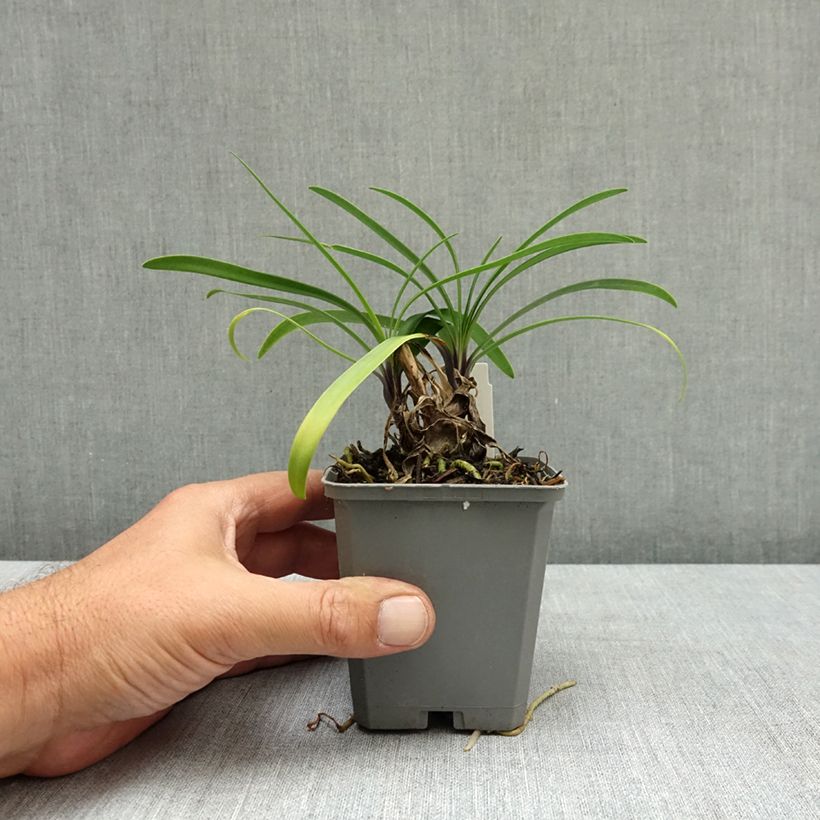 Amostra de Agapanto Poppin' Star Vaso de 8/9 cm tal como entregue no verão