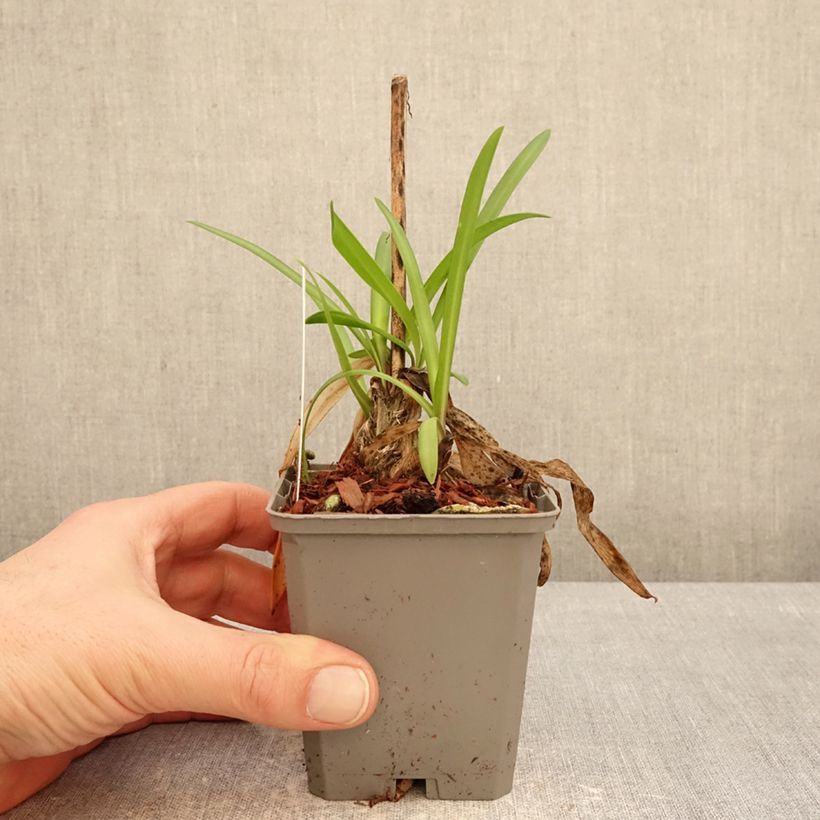 Amostra de Agapanto Poppin' Star Vaso de 8/9 cm tal como entregue no inverno