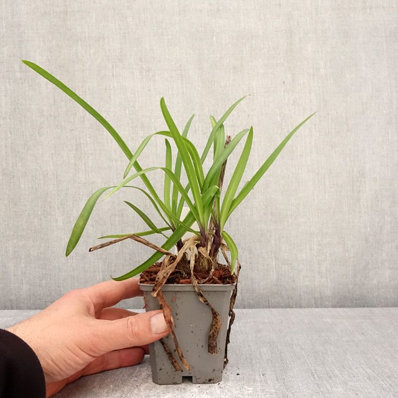 Amostra de Agapanto Poppin' Star Vaso de 8/9 cm tal como entregue na primavera