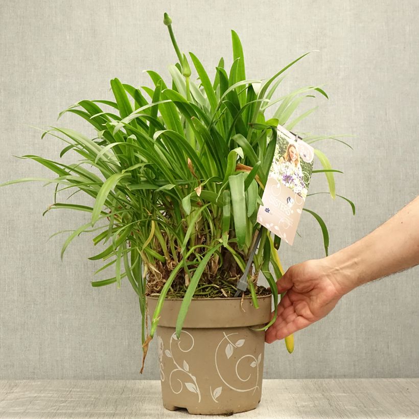Amostra de Agapanto Three Sisters Vaso de 6 L/7 L tal como entregue no verão