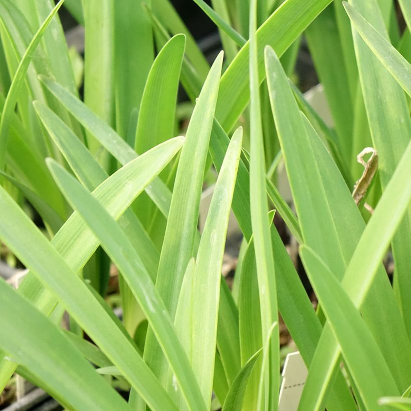 Agapanto Intermedius (Folhagem)