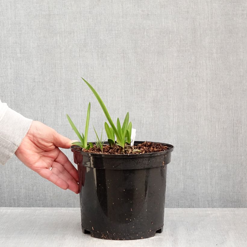 Amostra de Agapanto Intermedius Vaso de 4 L/5 L tal como entregue no inverno