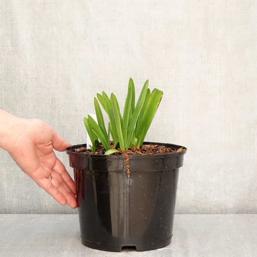 Amostra de Agapanto Intermedius Vaso de 4 L/5 L tal como entregue na primavera