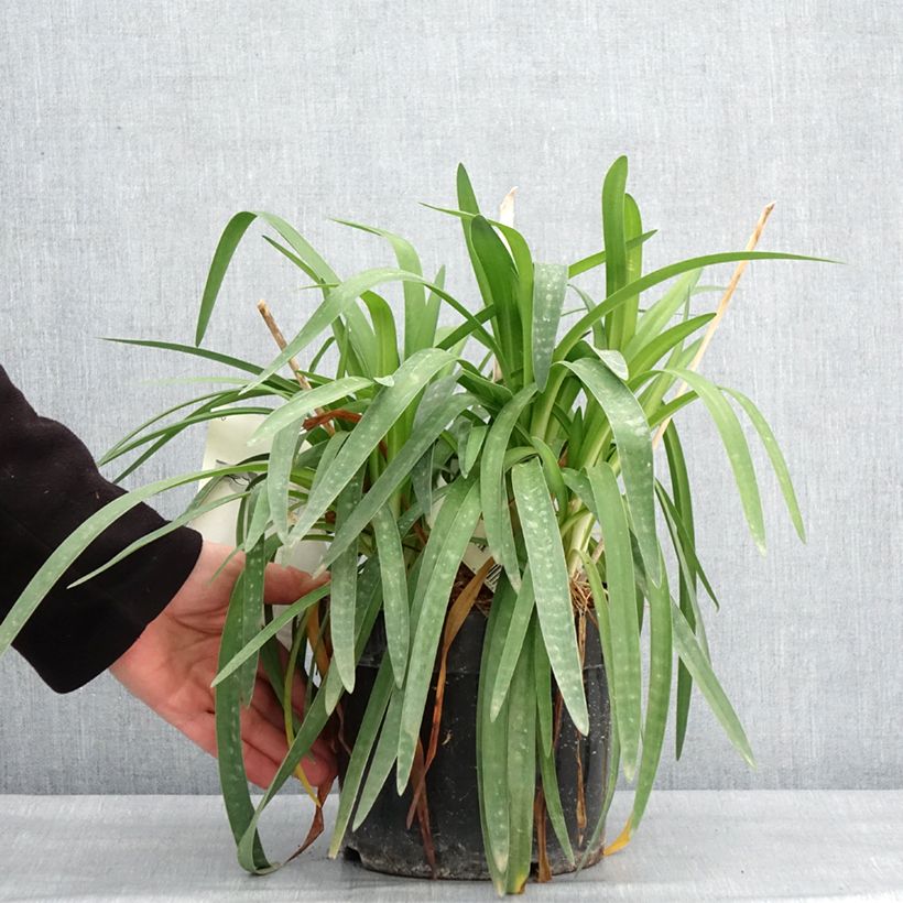 Amostra de Agapanthe Mi Casa Pot de 3L/4L tal como entregue no inverno