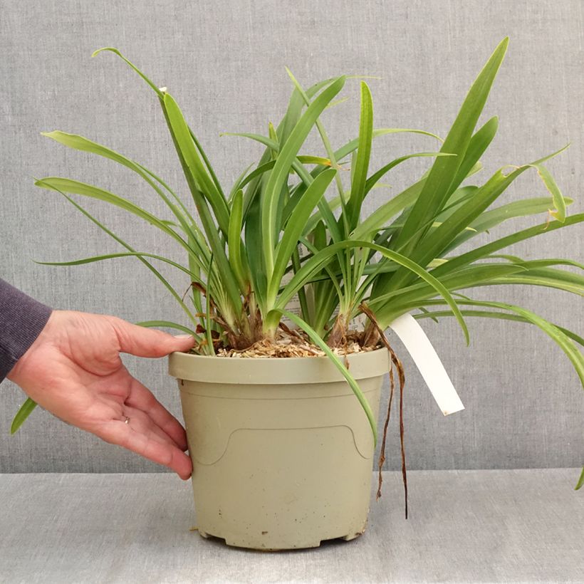 Amostra de Agapanthe Midnight Sky Vaso de 3 L/4 L tal como entregue no outono