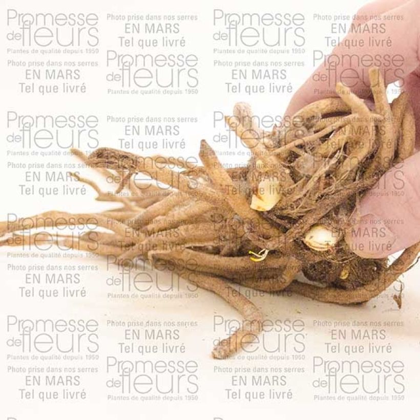 Exemplo de amostra de Agapanthe Docteur Brouwer Cepo 1/2 olhos tal como entregue