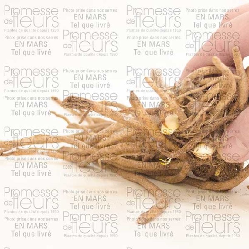 Exemplo de amostra de Agapanthe Ice Lolly Souche 1/2 yeux tal como entregue