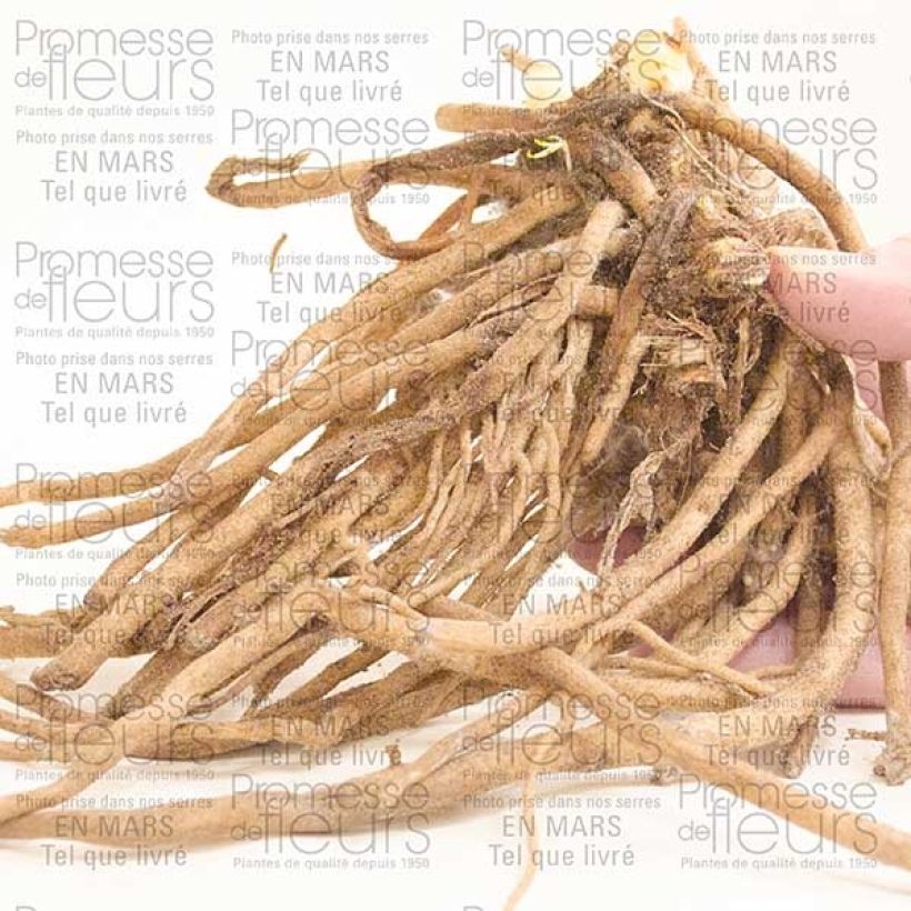 Exemplo de amostra de Agapanthe Midnight Blue Cepo 1/2 olhos tal como entregue