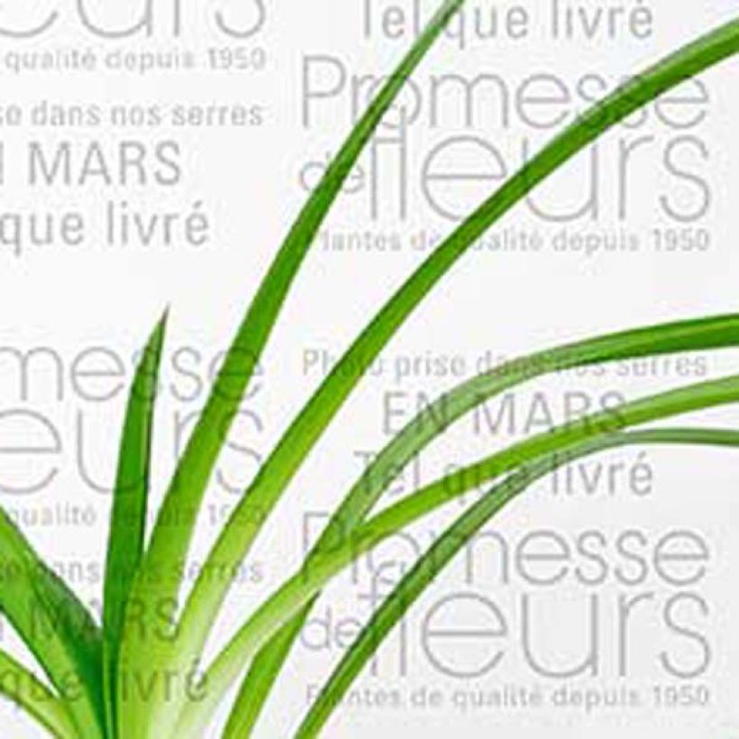 Agapanto Queen Mum (Folhagem)