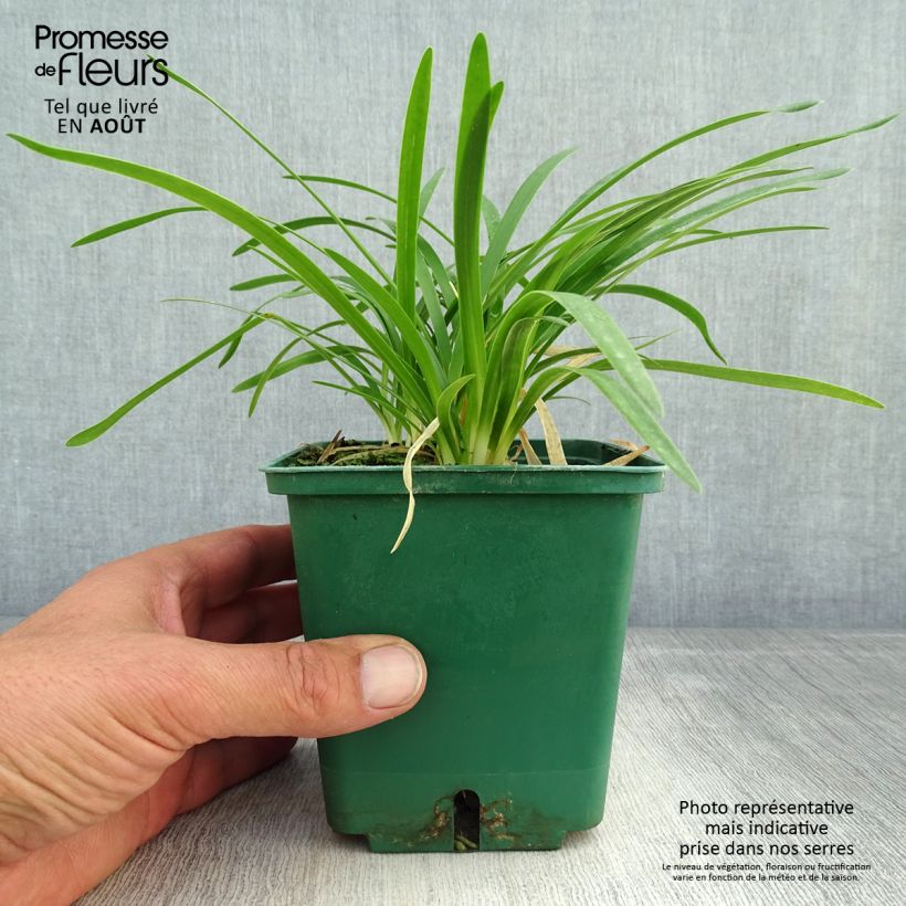 Amostra de Agapanto Peter Pan Vaso de 1 L/1,5 L tal como entregue no verão
