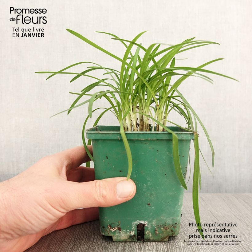 Amostra de Agapanthe Peter Pan Vaso de 1 L/1,5 L tal como entregue no inverno