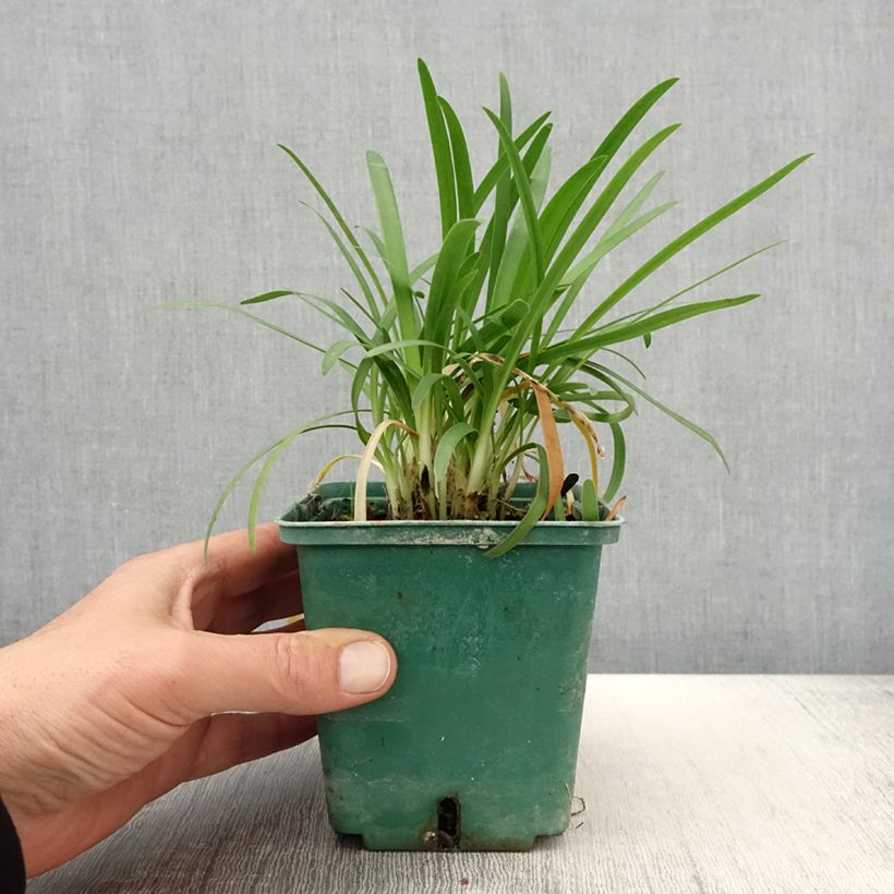 Amostra de Agapanto Peter Pan Vaso de 1 L/1,5 L tal como entregue na primavera