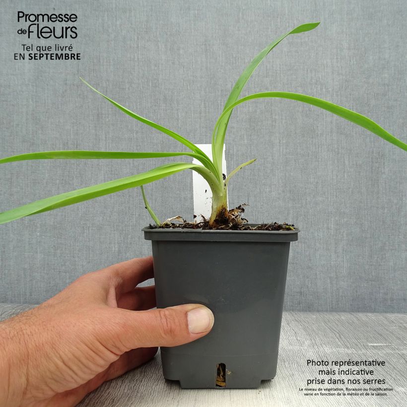 Amostra de Agapanto Phantom Vaso de 1 L/1,5 L tal como entregue no outono