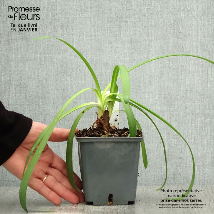 Amostra de Agapanthe Phantom Pot de 1L/1,5L tal como entregue no inverno