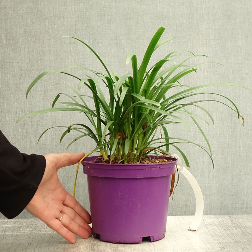 Amostra de Agapanto Pitchoune Violeta Vaso de 3 L/4 L tal como entregue no outono