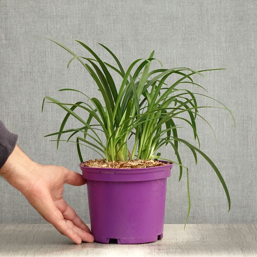 Amostra de Agapanto Pitchoune Violeta Vaso de 3 L/4 L tal como entregue no verão