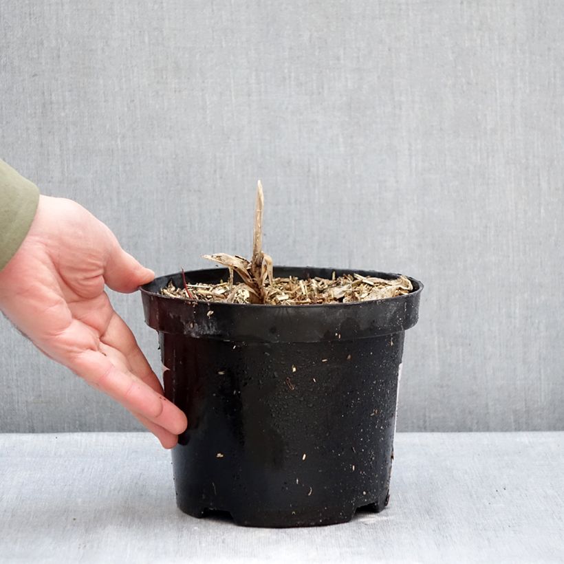 Amostra de Agapanthe Polar Ice Vaso de 2 L/3 L tal como entregue no inverno