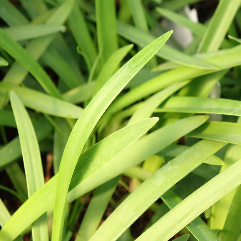 Agapanthus praecox Sofie (Folhagem)