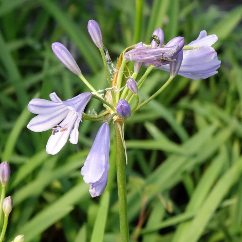 Agapanthus praecox Sofie (Floração)