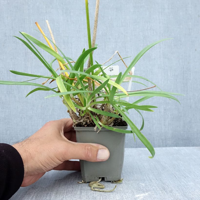 Amostra de Agapanthus praecox Sofie Vaso de 8/9 cm tal como entregue no outono