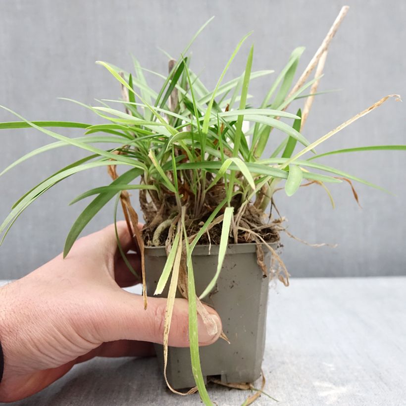 Amostra de Agapanthe praecox Sofie Vaso de 8/9 cm tal como entregue no inverno