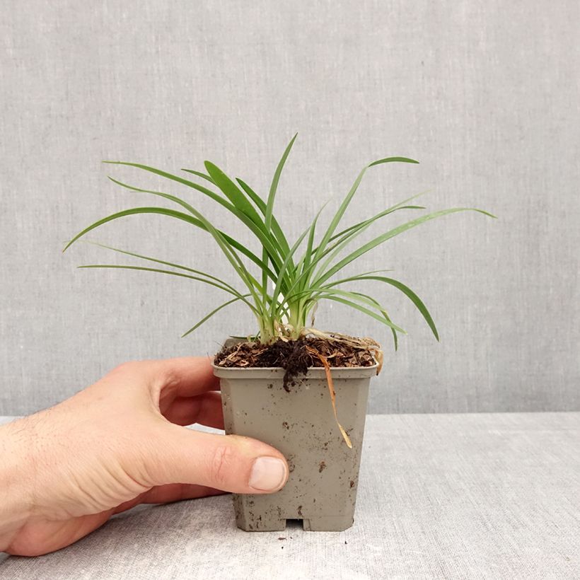 Amostra de Agapanthus praecox Sofie Vaso de 8/9 cm tal como entregue na primavera