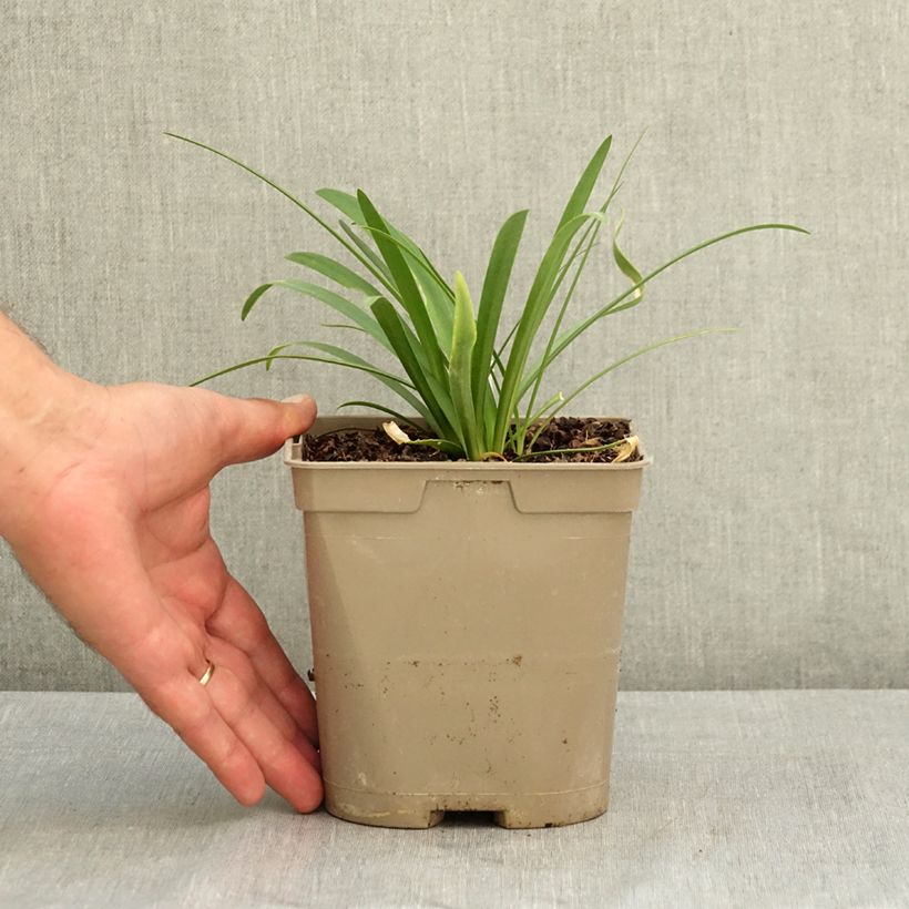 Amostra de Agapanthus praecox Sofie Vaso de 2 L/3 L tal como entregue no verão