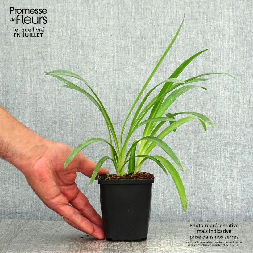 Amostra de Agapanto Pretty Sandy Vaso de 8/9 cm tal como entregue no verão