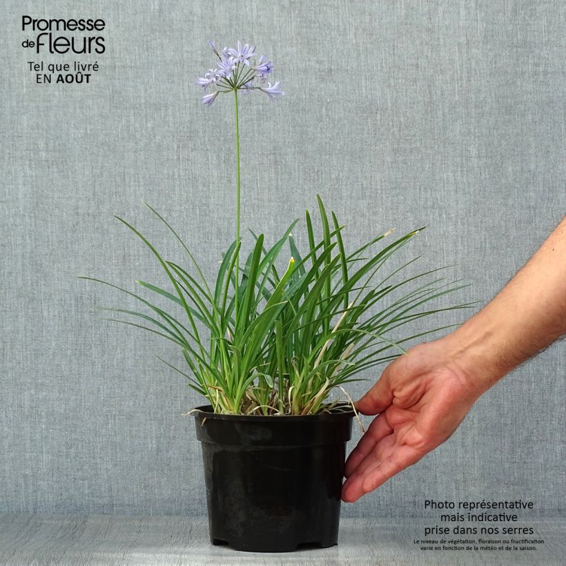Amostra de Agapanto Pretty Sandy Vaso de 2 L/3 L tal como entregue no verão