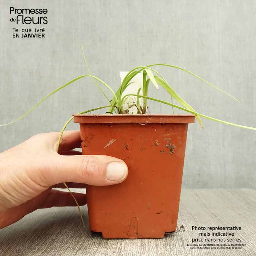 Amostra de Agapanthe Purple Cloud Vaso de 1 L/1,5 L tal como entregue no inverno