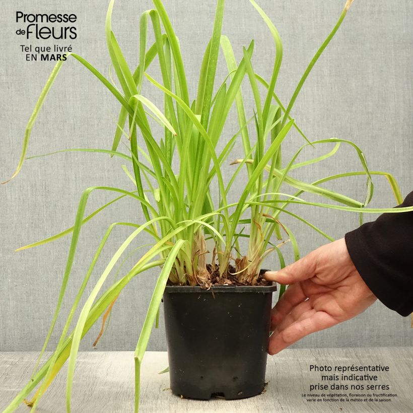 Amostra de Agapanto Purple Cloud Vaso de 1 L/1,5 L tal como entregue na primavera