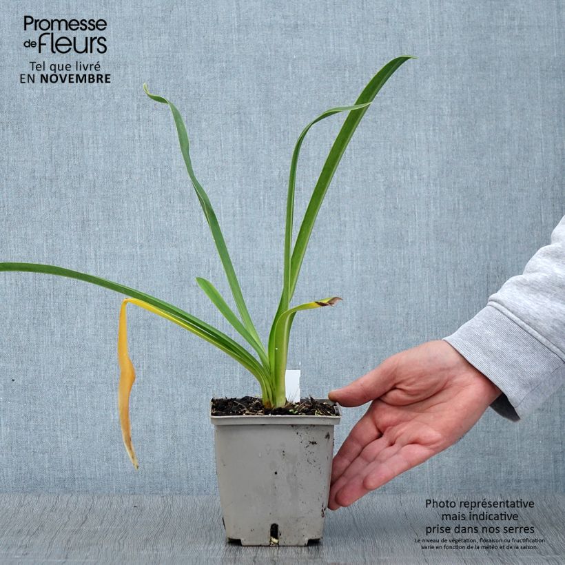 Amostra de Agapanthe Royal Velvet Vaso de 1 L/1,5 L tal como entregue no outono