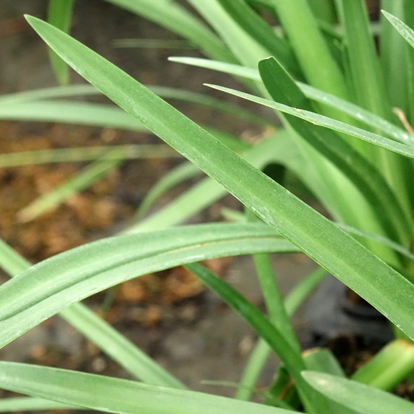 Agapanto Royal Velvet (Folhagem)