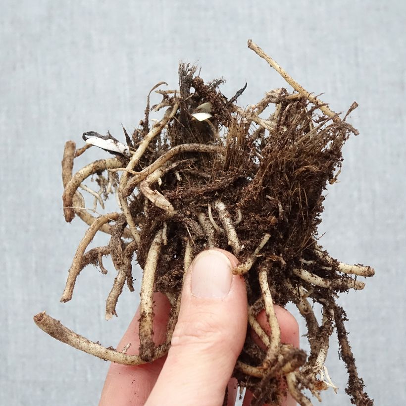 Amostra de Agapanto Silver Moon Raízes nuas tal como entregue no inverno