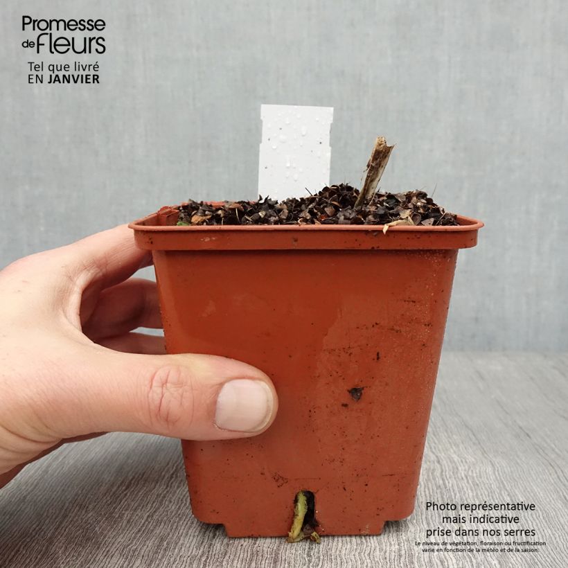 Amostra de Agapanthe Stars and Stripes Vaso de 1 L/1,5 L tal como entregue no inverno