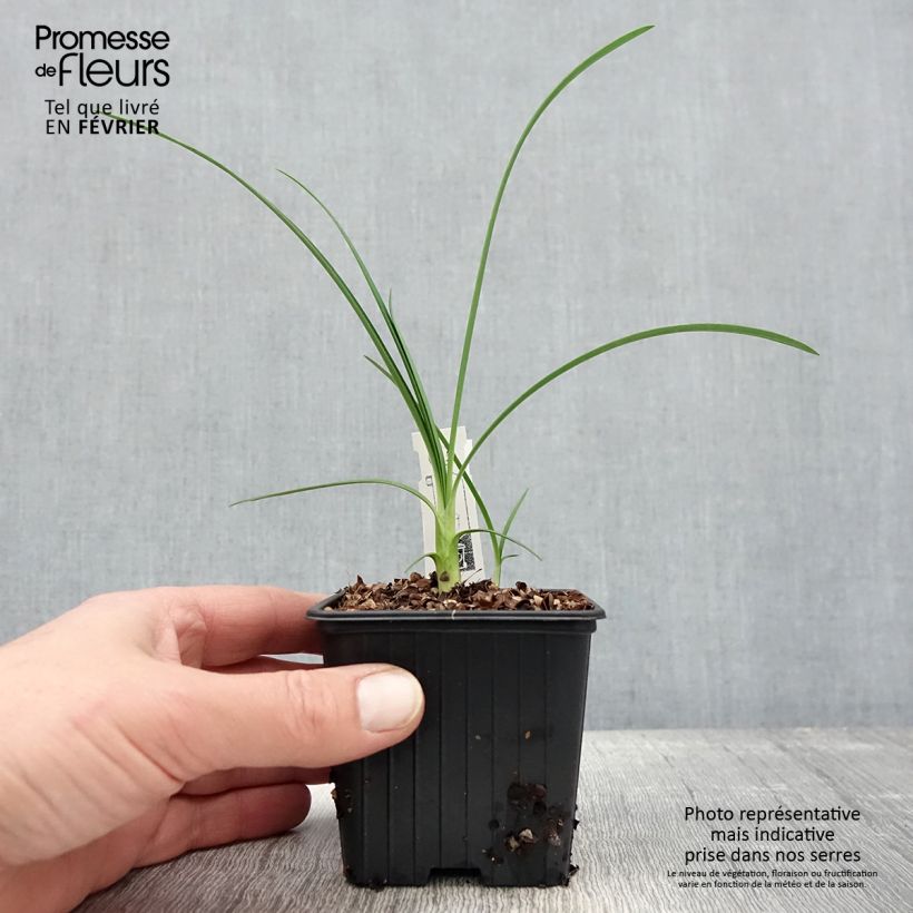 Amostra de Agapanthe Strawberry Ice Vaso de 8/9 cm tal como entregue no inverno