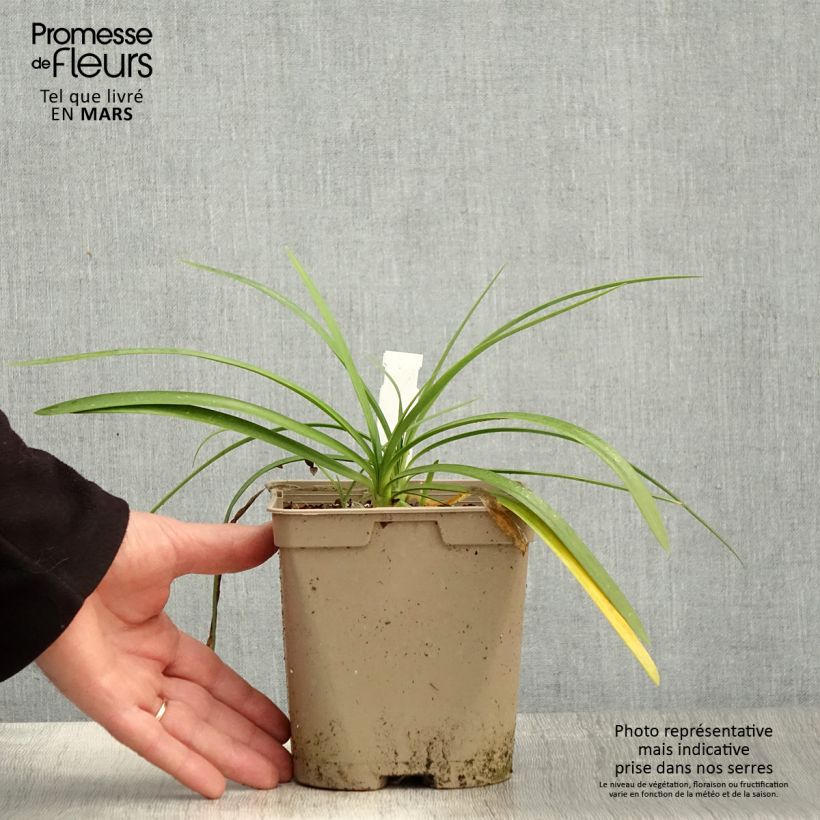 Amostra de Agapanto Strawberry Ice Vaso de 2 L/3 L tal como entregue na primavera