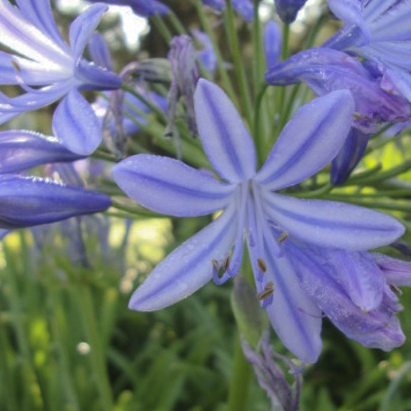 Agapanto Sunfield (Floração)