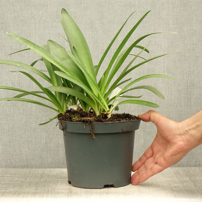 Amostra de Agapanto Sunfield Vaso de 2 L/3 L tal como entregue no verão
