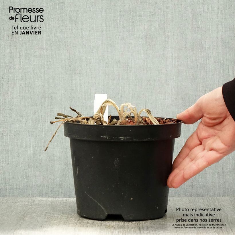 Amostra de Agapanthe Sunfield Vaso de 2 L/3 L tal como entregue no inverno