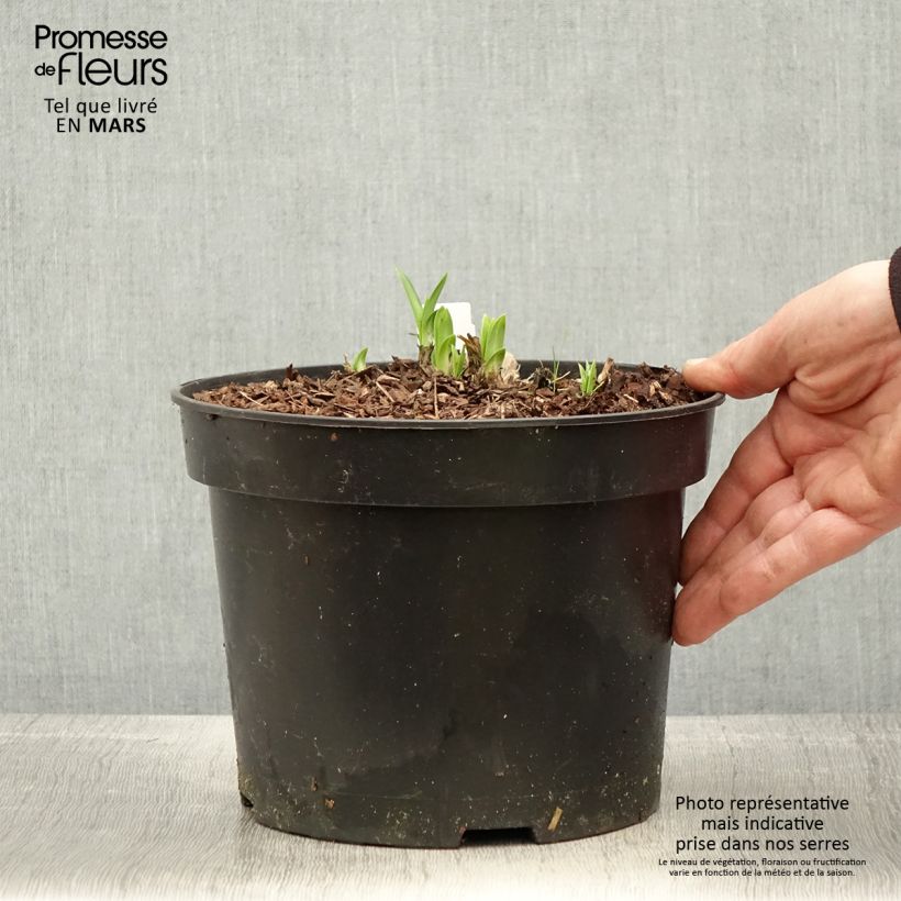 Amostra de Agapanto Sunfield Vaso de 2 L/3 L tal como entregue na primavera