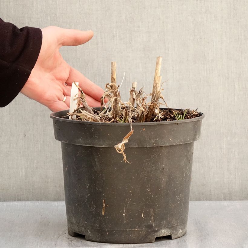 Amostra de Agapanthe Sunfield Vaso de 4 L/5 L tal como entregue no inverno