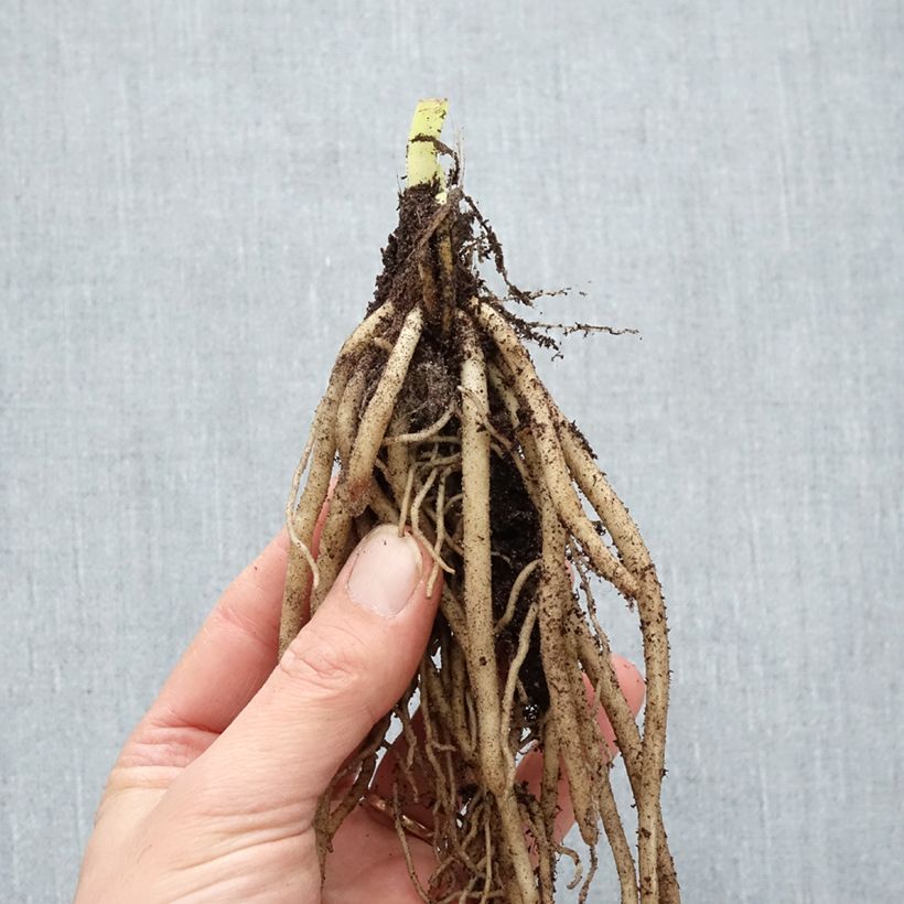 Amostra de Agapanthe Twister Raízes nuas tal como entregue no inverno