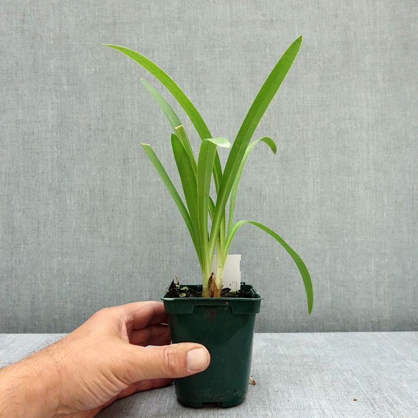 Amostra de Agapanthus umbellatus Vaso de 7/8 cm tal como entregue no verão